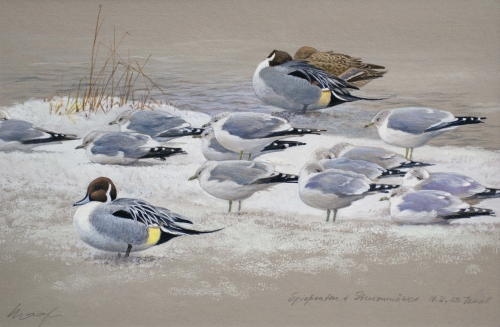 Sturmmöwen und Spießenten </br>
2013, Aquarell