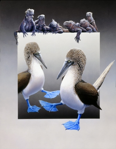 Blaufußtölpel</br>
1999, Gouache
