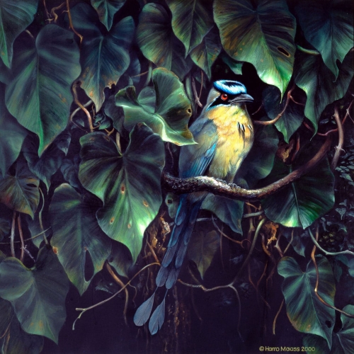 Motmot</br>
2000, Acryl