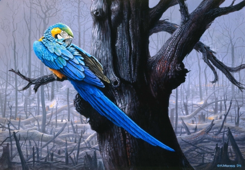 Ara im verbrannten Wald</br>
1994