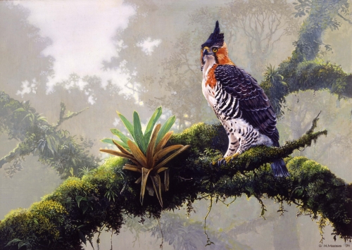 Haubenadler</br>
1994, Acryl